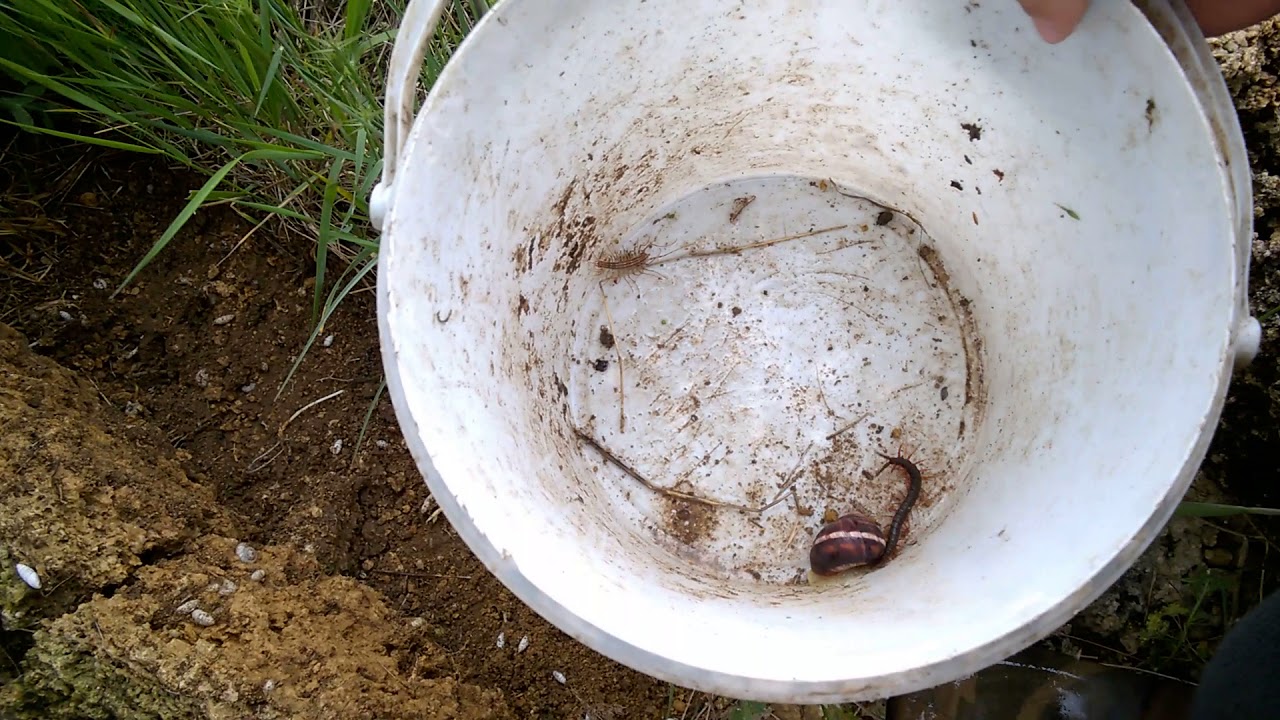 Охота на сколопендр