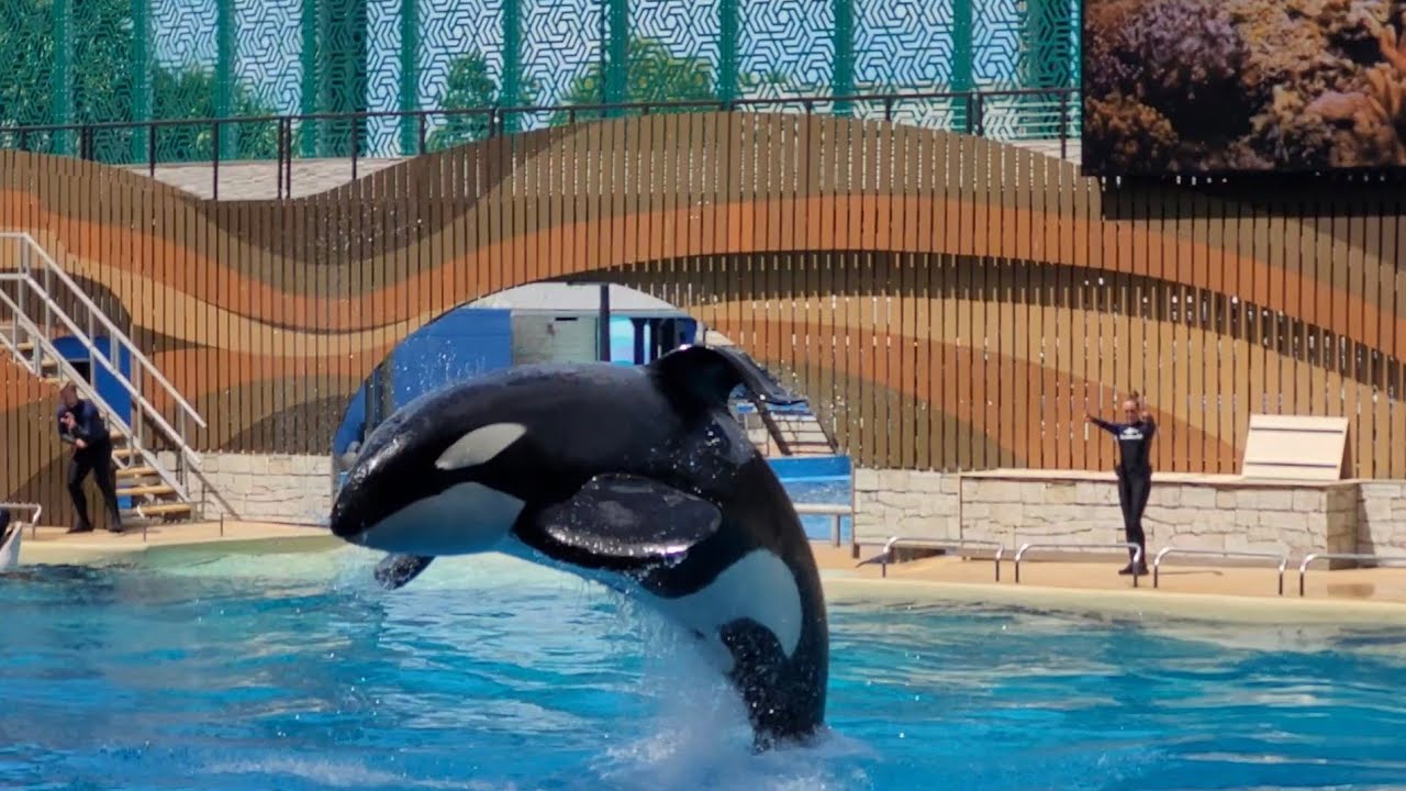 Orca Encounter (Full Show) - Seaworld Orlando - June 15 2025