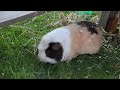 Nikon D5100 video test