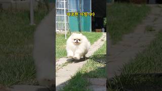 시골에 살아서 기분이 야르한 강아지ㅋㅋ