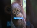 Infant Orangutan Budi in Baby School (2015)