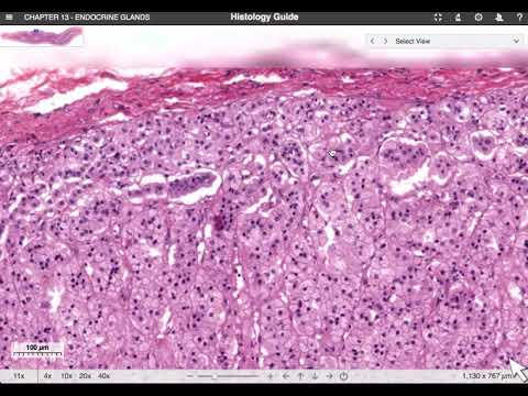 Video: Hva betyr histologi?