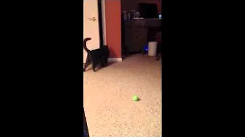 25 lb. cat playing with angry bird