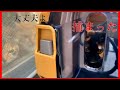 【母子猫保護】庭で保護した子猫の避妊手術が終わりました/ひな祭り/猫9匹の近況報告