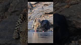 The Real Life Bagheera: Stunning Footage of Black Panther & Leopard 😱
