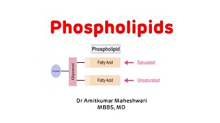 Phospholipids || Phospholipids Biochemistry || Phospholipid Functions #phospholipids #biochemistry