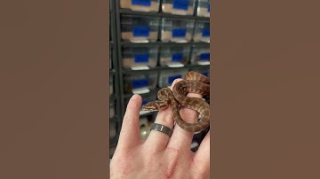 Curious Baby Carpet Python Tests Handler