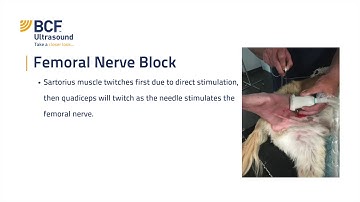 Ultrasound Guided Nerve Blocks for Stifle Surgery in the Dog