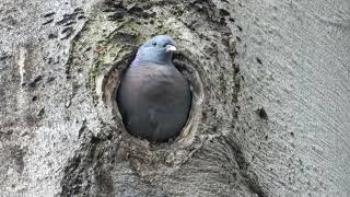 Hohltaube  Pigeon colombin  Stock dove  Gökçe güvercin (Colomba oenas)