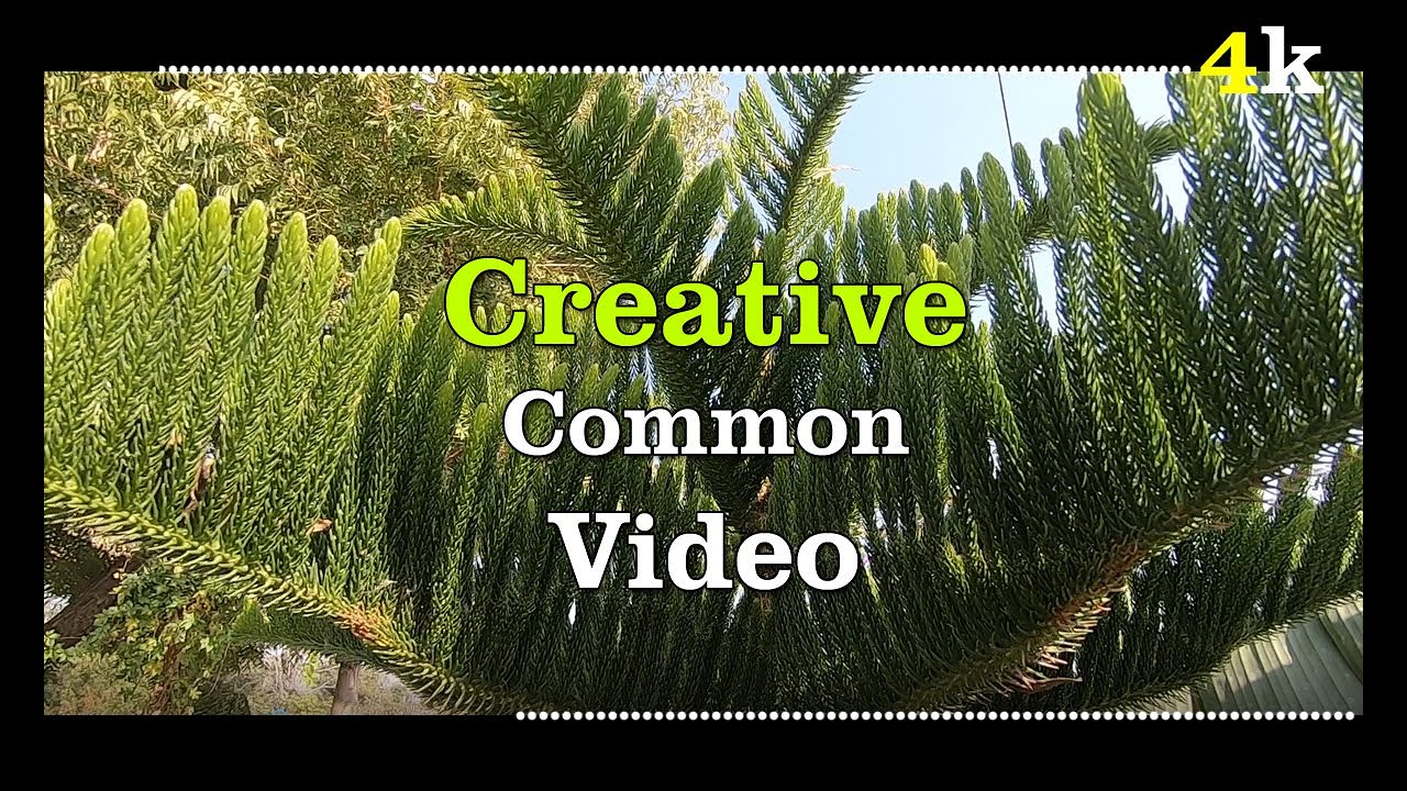 Christmas tree creative common video - YouTube