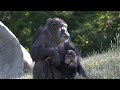 Detroit Zoo introduces baby chimpanzee to adopted mother