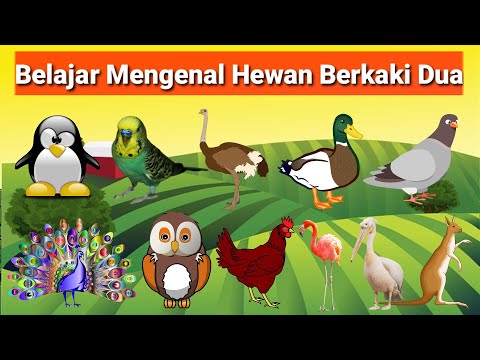 Video: Apakah hewan berkaki dua?