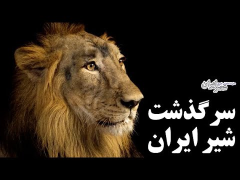 داستان تلخ انقراض شیر ایرانی