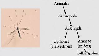 Are Daddy Longlegs Spiders?  (Re: 8 Animal Misconceptions Rundown)