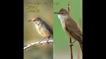 صوت الدخل خليط سويحليات ٢٠٢٥ صفراء مخططه 