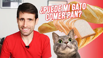 ¿Pueden comer pan los gatos?