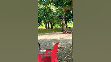 #palm #oil #narsary #shorts #video 🌴🌴