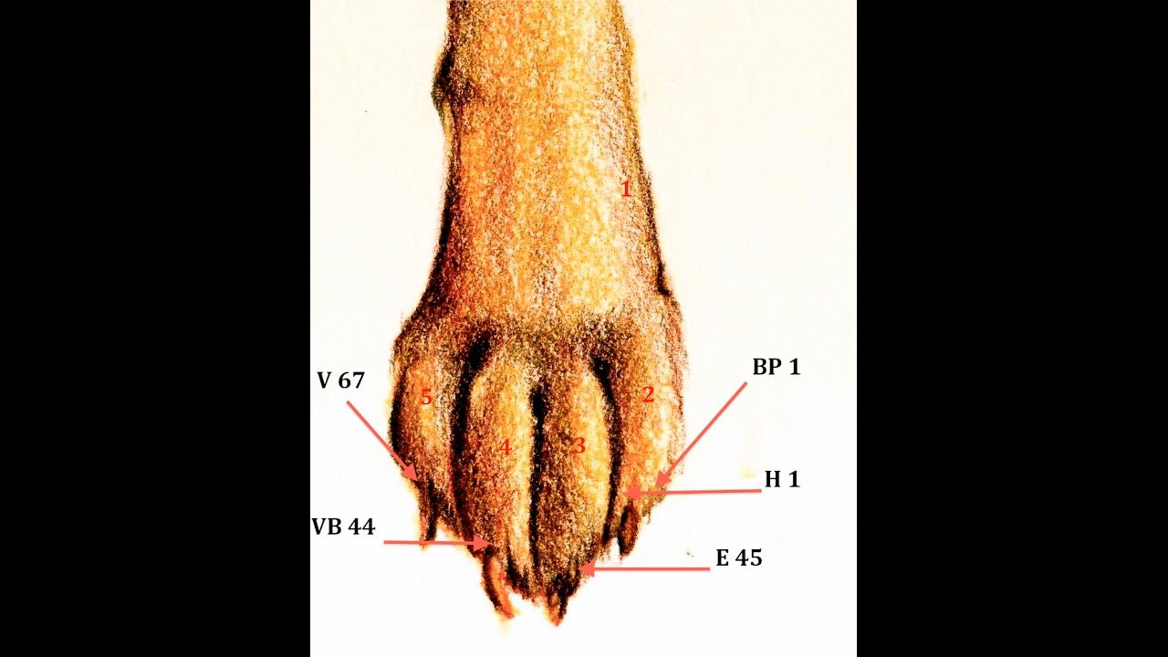 ACUPUNTURA VETERINARIA PUNTOS POZO DE EXTREMIDADES POSTERIORES