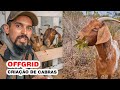 CRIAÇÃO DE CABRAS NOSSA ROTINA no Sítio, o que aprendi até agora