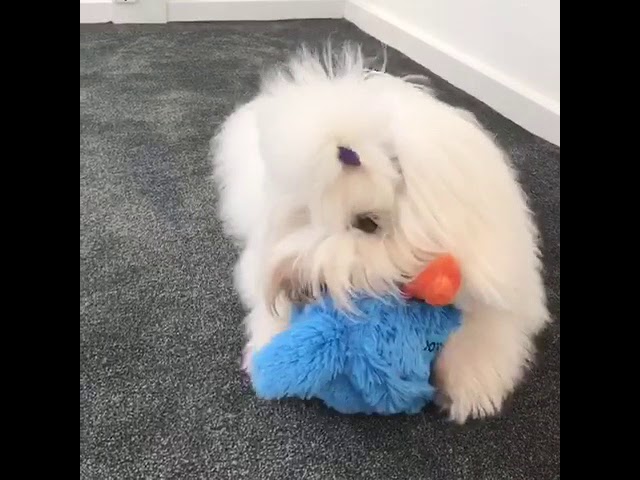 coockoo bouncy jumping ball