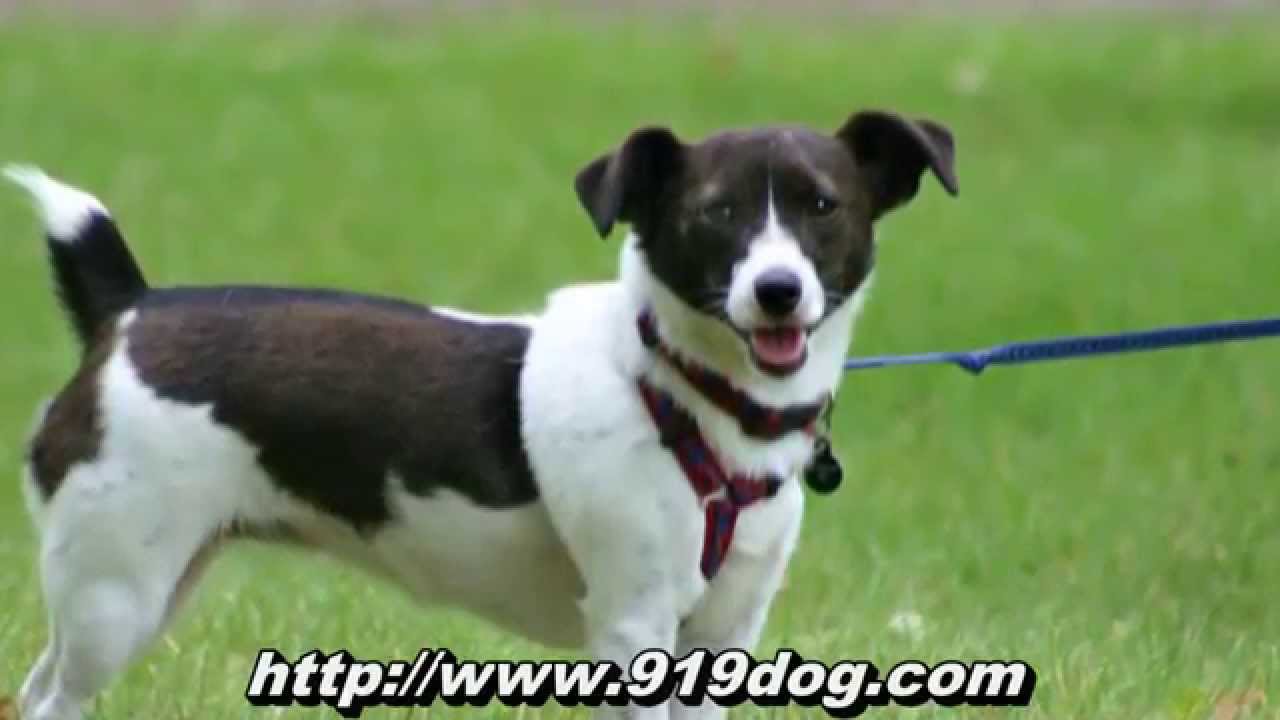 Local Raleigh Dog Walkers & Sitters Serving West/Southwest Raleigh