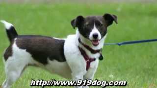 Local Raleigh Dog Walkers & Sitters - Serving West/Southwest Raleigh, NC