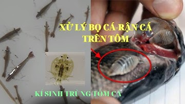 XỬ LÝ GIÁP XÁC CÔN TRÙNG "NÒNG NỌC, BỌ CÁ, BỌ NƯỚC, ẤU TRÙNG CHUỒN CHUỒN" KHI NUÔI QUẢNG CANH(TẬP 2)