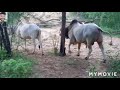 Animal natural lovecow bullaalam khan toda