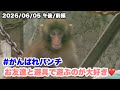 6/5午後・前編 パンチくん、お友達と遊具で遊ぶのが大好き(Punch loves playing on the playground equipment)2026.06.05