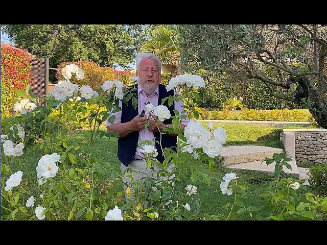 Rosiers : les signes alarmants sur les feuilles qui menacent votre jardin et compromettent la floraison