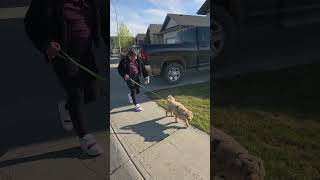 Choco Walks Maxine to the Bus Stop 🚌💙 | A Magical Morning Adventure