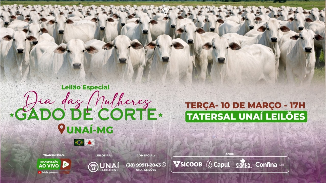 LEILÃO DE GADO DE CORTE ESPECIAL DIA DAS MULHERES - UNAÍ LEILÕES  -10-03-2026