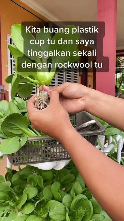 jom tuai pakchoy Hydroponic kita , Alhamdulillah #hydroponic #gardening #BOSSMI