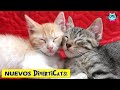 Adopte unos Gatitos Bebes!! 😺😺 ¡CONOCELOS!