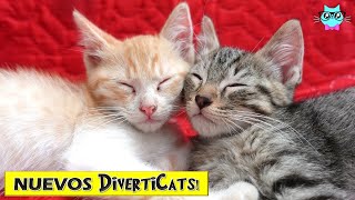 Adopte unos Gatitos Bebes!!  ¡CONOCELOS!