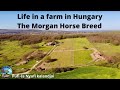 Life in a Horse breeding farm in Hungary / Lovas farm Magyarország // Pufi és Nyufi kalandjai