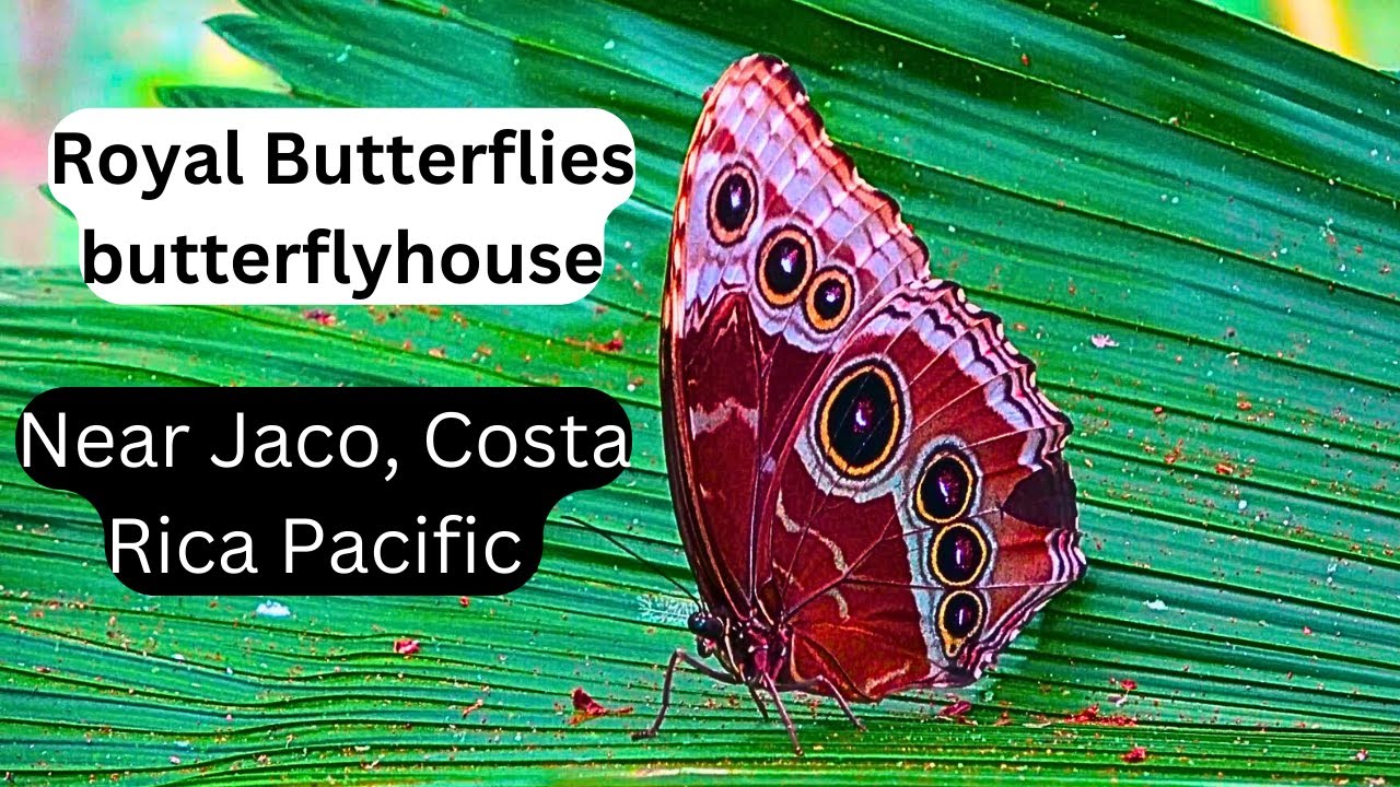 Royal Butterflies butterfly farm. Jaco. Costa Rica travel 4K. YouTube