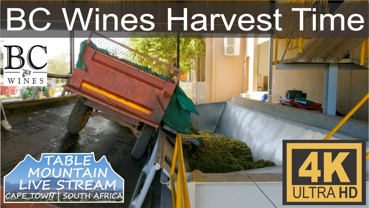 BC Wines Harvest Time and Wine Making
