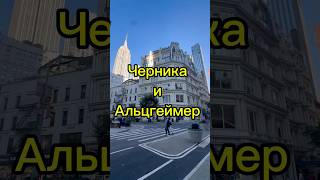Ягоды черники, память, и болезнь Альцгеймера #память #здоровье #альцгеймер