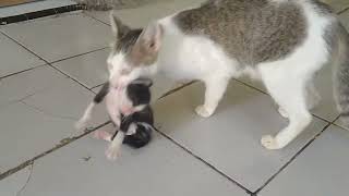 Ibu Kucing Sedang Memindahkan Anak Kucing by Kucing Desa 40 views 1 year ago 2 minutes, 37 seconds