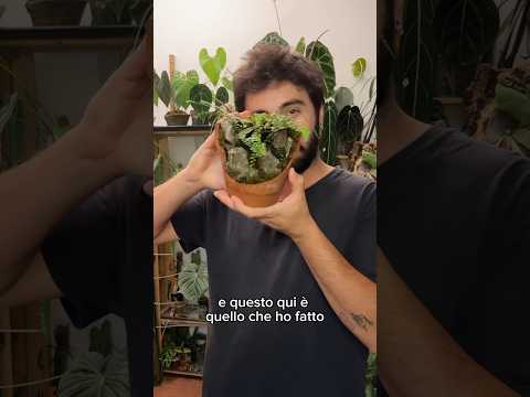 Video: Este feriga un pteridofit?