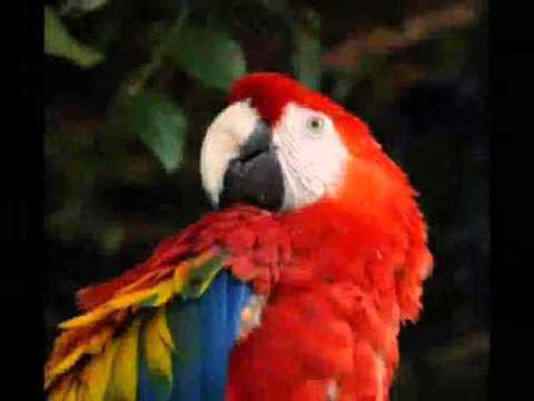 كليب اهو جة ياولاد مع بسمة