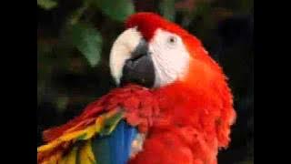 كليب اهو جة ياولاد مع بسمة