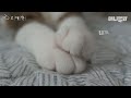 고양이 망공손틴 좋아하세요? [고대만 ep6] ㅣ Do You Like A Cat's Meowgosteen? [Lemmeow Touch Cats For You EP6]