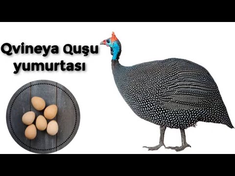 Video: Qvineya quşu vəhşi heyvandır?