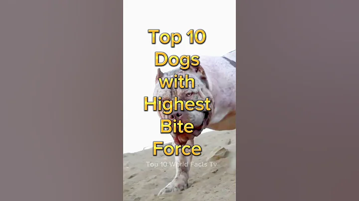 Top 10 dog with strongest bite force 🐕🥵🔥 #shorts #dog #top10 - DayDayNews