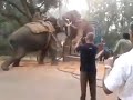 Indian elephant vs african elephant 