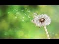 Relaxing music for stress relief wind blowing across forest and meadows sleep music