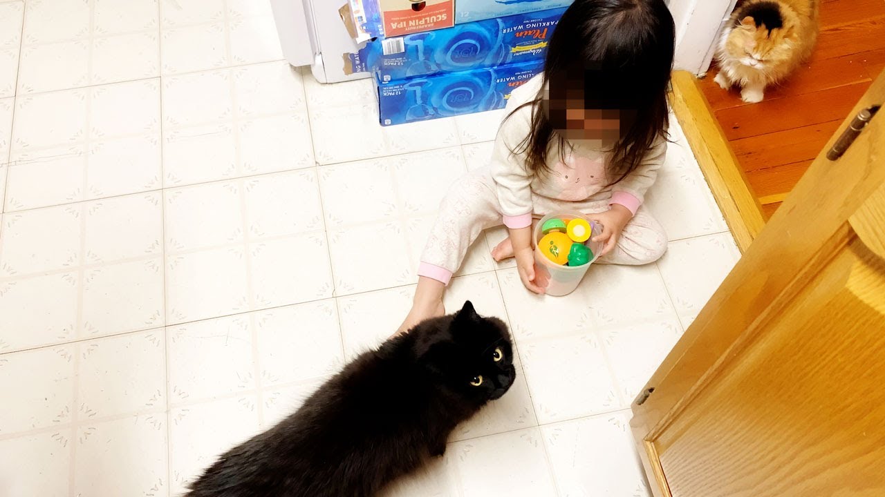 しゃべる猫 しおちゃんの可愛い動画3連発 伝説の おかえり 動画もあります しおちゃんは何歳 飼い主はどんな人 ちゅべランド しゃべる猫 しおちゃんの可愛い動画3連発 伝説の おかえり 動画もあります しおちゃんは何歳 飼い主はどんな人 ちゅべランド