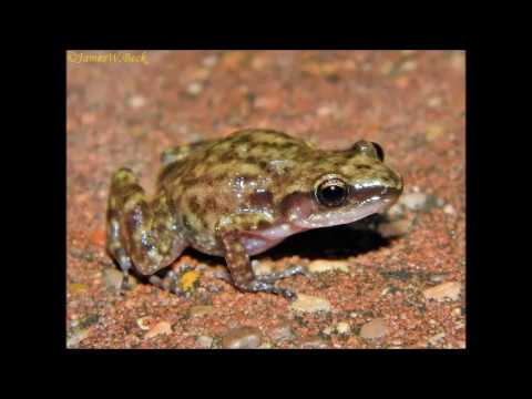 Eleutherodactylus cystignathoides (Rio Grande Chirping Frog)